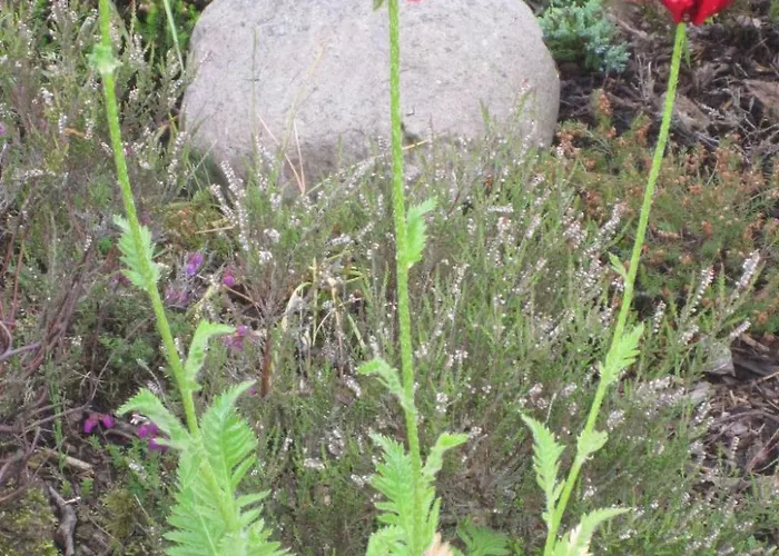 Am By Interhome * Malente